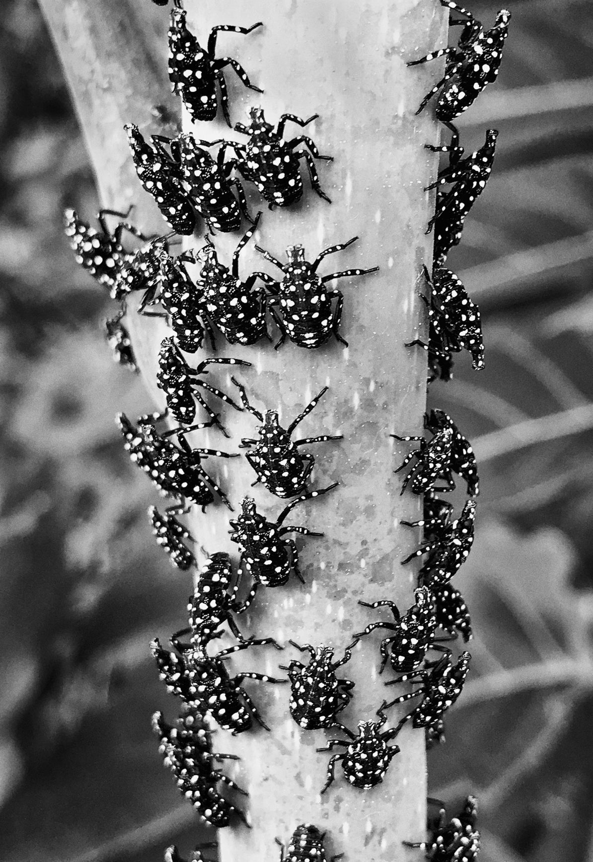 Lanternfly VF 1.jpg